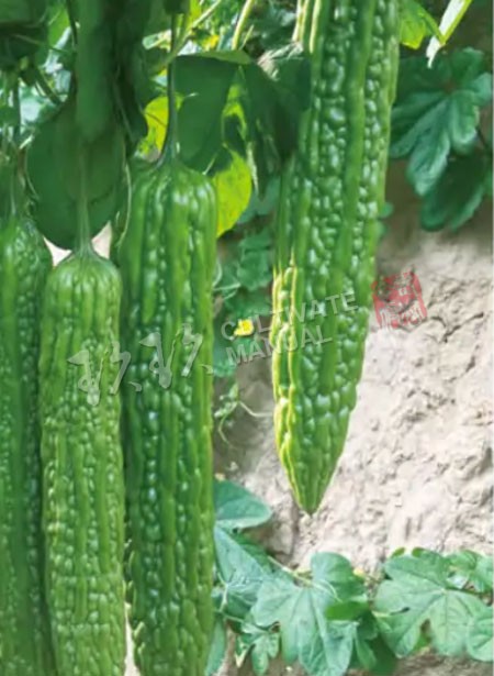 长青 1832 精品苦瓜