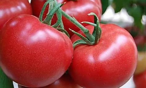 西红柿的种植时间和方法