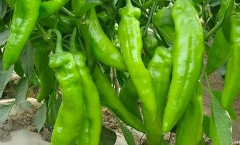 辣椒栽培方法有哪些?