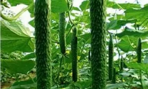 为什么有的黄瓜有花无果?