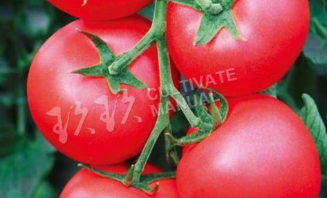 口感番茄种植管理规范