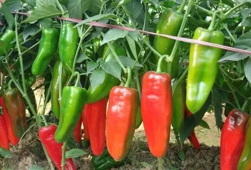 山东玖玖农业科技有限公司