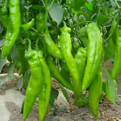 山东玖玖农业科技有限公司