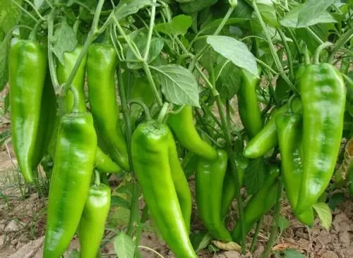 山东玖玖农业科技有限公司