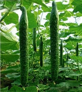 山东玖玖农业科技有限公司