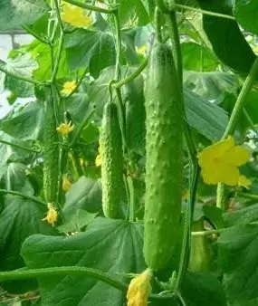 山东玖玖农业科技有限公司