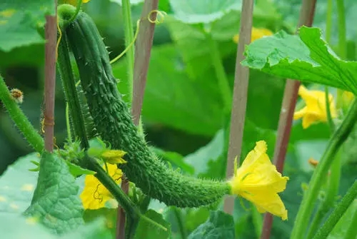 山东玖玖农业科技有限公司