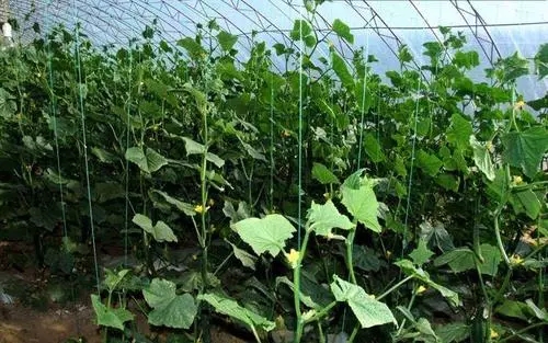 山东玖玖农业科技有限公司