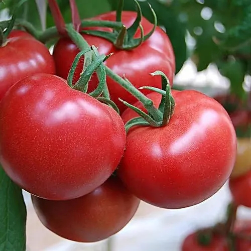 山东玖玖农业科技有限公司